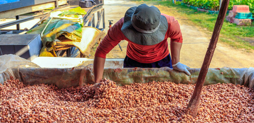 fermenting fresh cocoa seeds to make chocolate. Workers scoop fermented cocoa seeds into vats to dry in the sun.