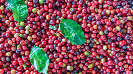 Close up of fresh red raw berry coffee beans and .Coffee leaves