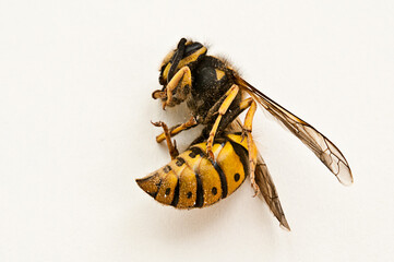 dead wasp isolated