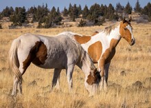 Beautiful Horses Grazing In The Steen Mountains Of Oregon