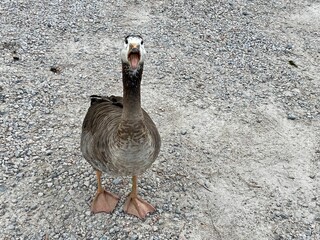 Closeup shot of a grey goose