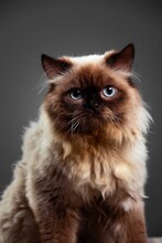Vertical Shot Of A Himalayan Cat Against The Black Background