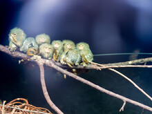 Pygmy Marmosets Sitting On A Branch