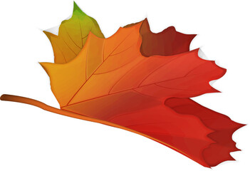 Wall Mural - 3D realistic Autumn plant maple leaf