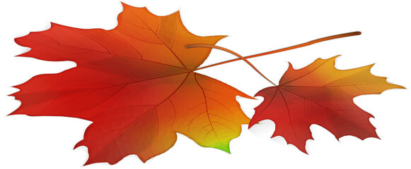 Wall Mural - 3D realistic Autumn plant maple leaf