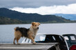 Perro  viajero en la lago, Pasto Nariño Colombia