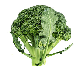 Wall Mural - Broccoli isolated on white background.