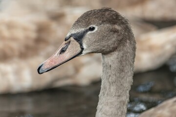 Wall Mural - Close up portrait of a young grey coloured mute swan with pink beak and wet feathers. 