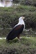 A Stalking Fish Eagle