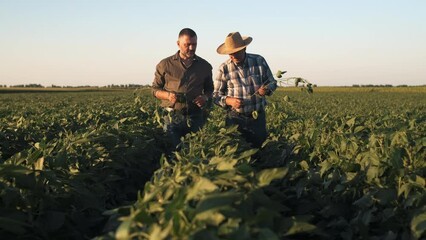 Wall Mural - Two farmers in a field examining soy crop.