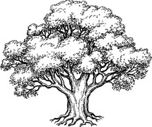 Ink Sketch Of Oak Tree. Hand Drawn Illustration. 