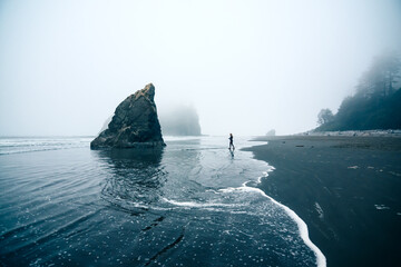 Coastal moody blues at Olympic National Park