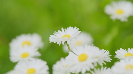 Wall Mural - Chamomile swaying in the wind. Snow-white blooming daisies stir in the wind. Close up.