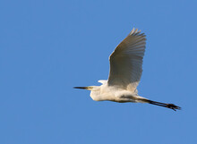 Great Egret, Ardea Alba. A Bird In Flight Against A Blue Sky