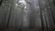 drzewa, las we mgle, szary, ponury, straszny