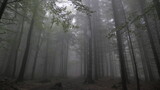 Fototapeta Kuchnia - drzewa, las we mgle, szary, ponury, straszny