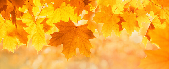 tender red orange transparent autumn maple leaves glowing at sunset banner. light flare tree with blurred background. Copy space golden foliage seasonal backdrop