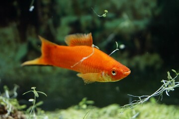 Closeup view of a small orange molly fish swimming in the aquarium