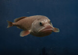 Fototapeta Góry - Photo of a blobfish - Blob Fish known as the world's ugliest deep sea creature 