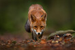 © ondrejprosicky - Fox in green forest. Forest wildlife. Cute Red Fox, Vulpes vulpes, at forest on mossy stone. Wildlife scene from nature. Animal in nature habitat. Animal in green environment, Germany, Europe.