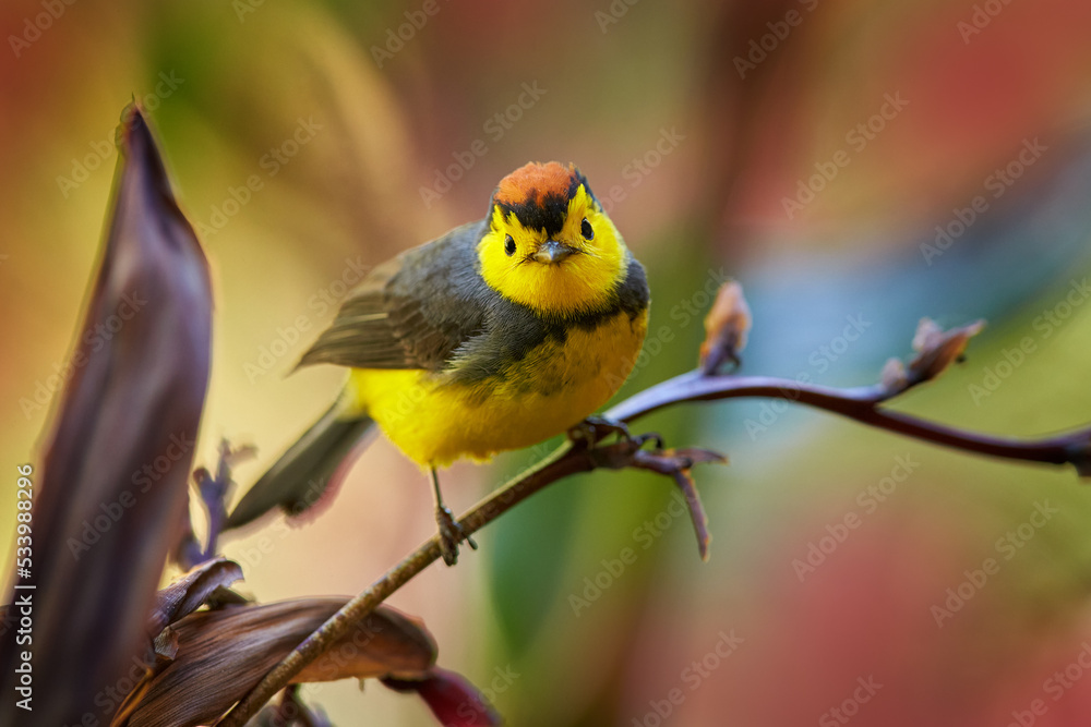Collared whitestart, Myioborus torquatus, yellow grey red birs in the ...