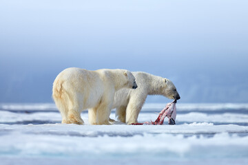 Wall Mural - Nature  - polar bear on drifting ice with snow feeding on killed seal, skeleton and blood, wildlife Svalbard, Norway. Beras with carcass, wildlife nature. Carcass with blue sky and clouds.