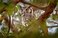 Southern White-faced Owl, Ptilopsis Granti, Bird In Nature Habitat In Botswana. Owl In Night Forest.  Animal Sitting On The Tree Branch During Dark Night. Wildlife Scene From Africa, Khwai River.