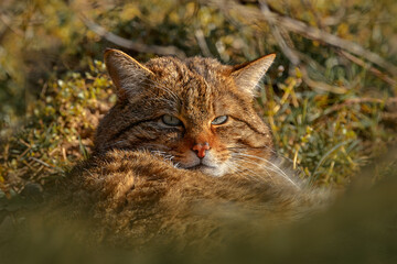 Wall Mural - wild cat, felis silvestris, animal in the nature tree forest habitat, hiden in the green leaves, cen