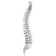 Leinwanddruck Bild - 3d rendering illustration of a human spine