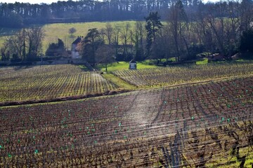 Wall Mural - Paysage et vignes.