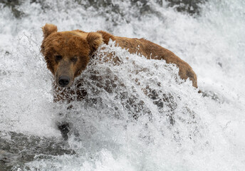 Poster - Alaskan brown bear at McNeil River