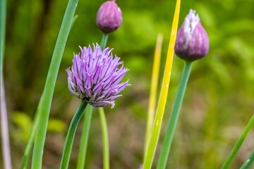 Sticker - Shallow focus of purple chives growing in the garden