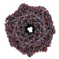 Poster - Proteasome from yeast, chemical structure. The proteasome is a huge protein complex that breaks down unneeded and damaged proteins inside the cell. The human proteasome is a target for cancer drugs.