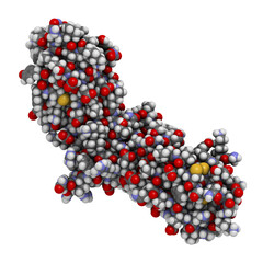 Canvas Print - Tissue factor (TF, extracellular part) protein. Essential in extrinsic pathway of blood coagulation.