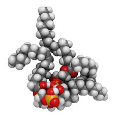 Wall Mural - Cardiolipin (tetraoleoylcardiolipin) mitochondrial membrane lipid, molecular model