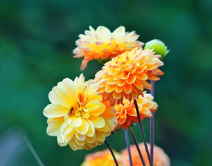 Canvas Print - orange dahlia flower