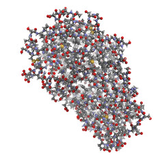 Wall Mural - Pepsin enzyme molecule, chemical structure