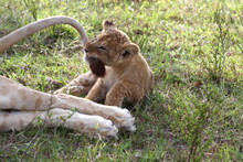 Tiny Lion Cub Playing With His Mother's Tail