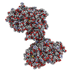 Wall Mural - Memapsin 2 (beta secretase) protein, chemical structure