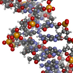 Canvas Print - DNA structure, B-DNA form.