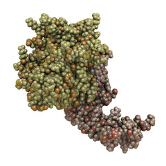 Sticker - Human activated protein C (APC, drotrecogin alfa, without Gla-domain). Has anti-thrombotic and anti-inflammatory properties. 