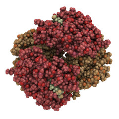 Poster - Hemoglobin protein (Hb), chemical structure