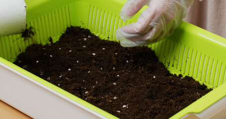 Wall Mural - Planting vegetable at home for mini garden