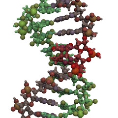 Poster - DNA damaged by light, a cause of skin cancer.