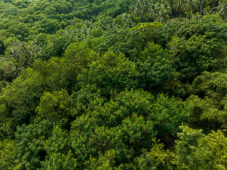 Wall Mural - top down view of the tropical forest jungle