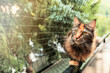 © maximilian_100 - Maine coon cat on a balcony with protective net, pet safety. Animal care, Caring owner