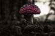 Autumn - Beautiful - Red Fly Agaric Mushroom in Forests - Amanita Muscaria - Toadstool - Close-Up - Herbst Stimmung - Waldpilz - Glückspilz - Fliegenpilz - Colorkey - Background - High Quality Photo