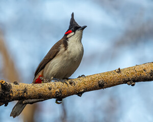 Wall Mural - A Red Whiskered bulbul resting