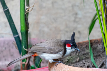 Wall Mural - A Red Whiskered bulbul looking for food