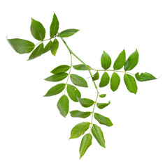 green branch of wild rose